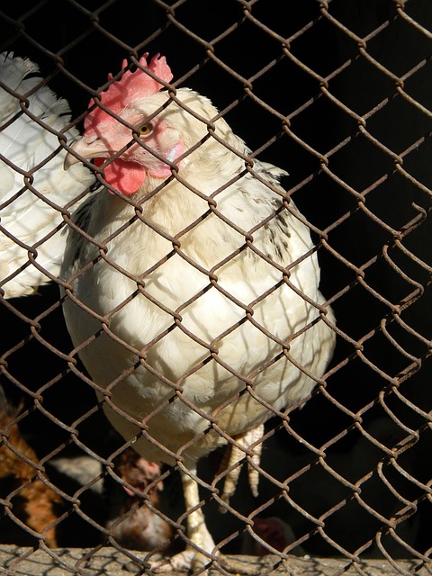 弗顿俱乐部 弗顿俱乐部